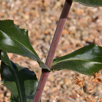 Heller's Beardtongue has paired green leaves attached at the stem (sessile). Penstemon triflorus 